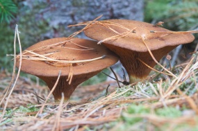 森林地面棕色蘑菇图片